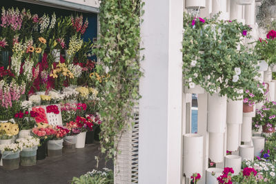 Potted plants against white wall