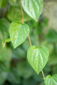 Close-up of green leaf on plant