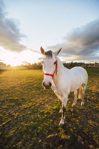 Horse standing on field against sky