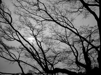 Low angle view of silhouette bare tree against clear sky