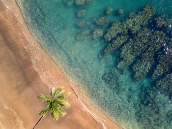 High angle view of plant on beach