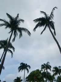 Low angle view of tree against sky