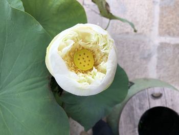 Close-up of lotus water lily on plant