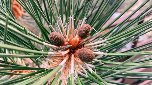 Close-up of pine cone on tree