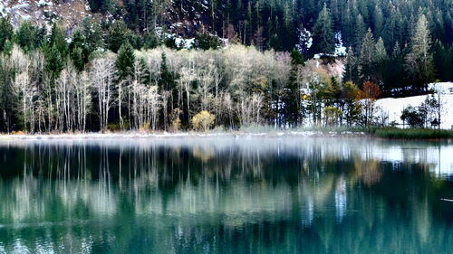 Reflection of trees in water