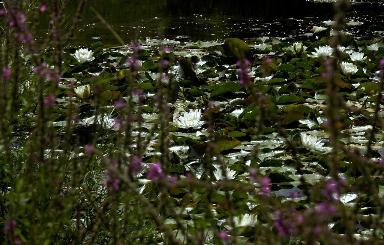 CLOSE-UP OF FLOWERING PLANT ON FIELD