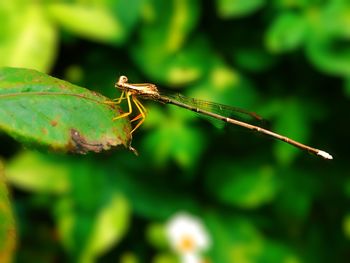 Close-up of insect on leaf