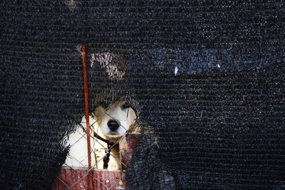 Close-up of cat in cage