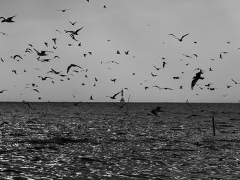 Flock of birds flying over sea