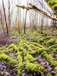 Trees in forest