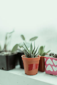Close-up of potted plant on table