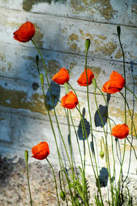 Close-up of red tulips blooming in park