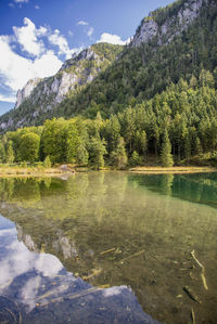 Scenic view of lake in forest