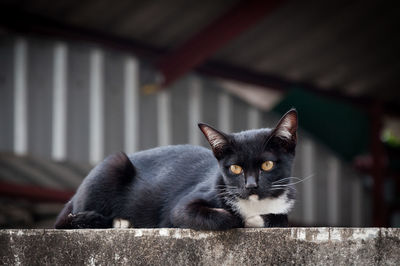 Portrait of a cat