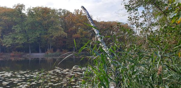 Scenic view of lake in forest against sky