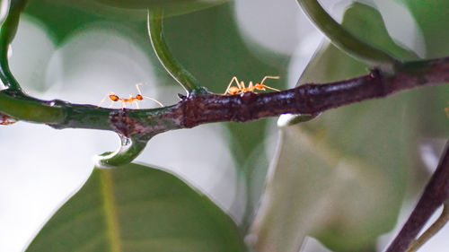 Close-up of insect on plant