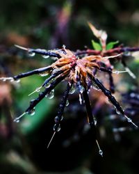 Close-up of wet flower