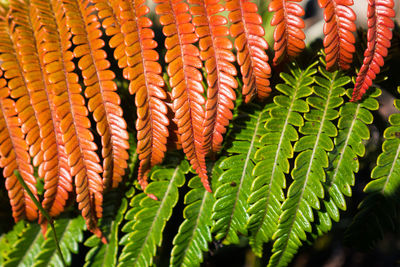 Close-up of fresh green plant