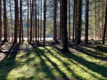 Trees in forest