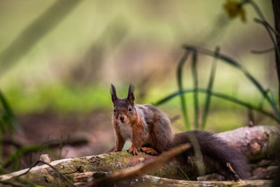 Red squirrel in the trossachs national park in the west of scotland sitting in a wooded area