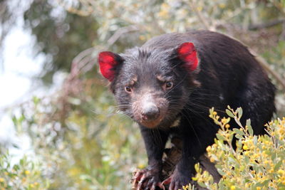 Portrait of tasmanian devil