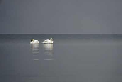 Mute swans swimming in sea against clear sky