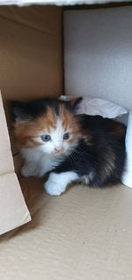 Cat lying on the floor