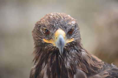 Close-up portrait of eagle