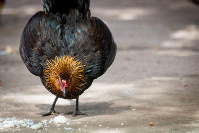 Chicken on field