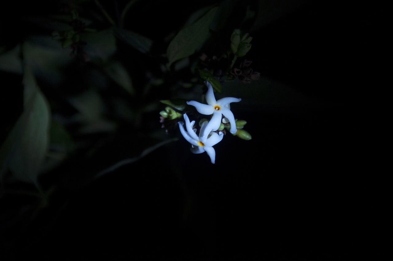 CLOSE-UP OF WHITE FLOWERS ON BLACK BACKGROUND