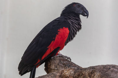 Close-up of a bird perching on rock