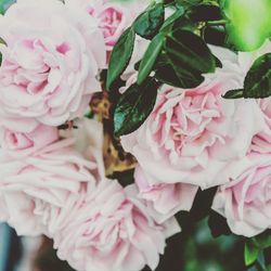 Close-up of pink rose bouquet