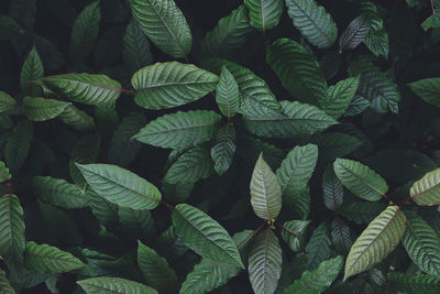 Close-up of leaves