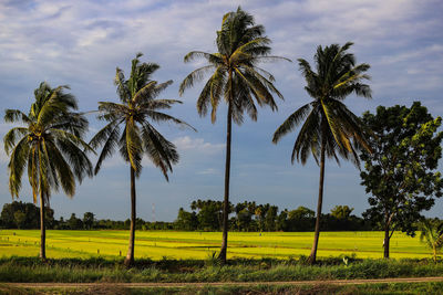 Scenic view of palm trees on field against sky