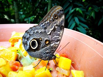 Close-up of butterfly on fruits in bowl