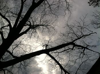 Low angle view of bare tree against sky