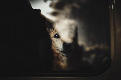 Close-up portrait of dog