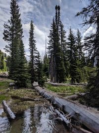 Scenic view of waterfall in forest against sky