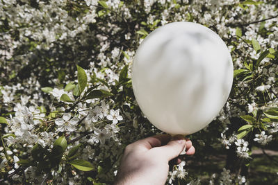 Close-up of hand holding cherry blossom