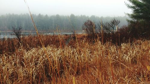 Scenic view of pond against sky