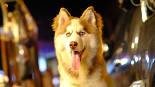 Close-up portrait of a dog