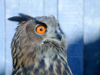 Close-up portrait of owl