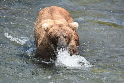 View of lion in the river