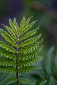 A branch with young leaves in natural conditions in spring.