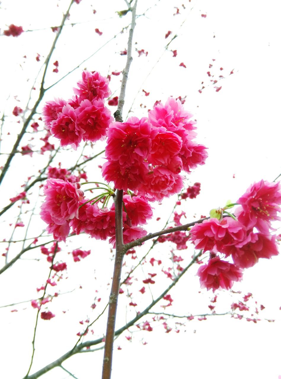 flower, freshness, low angle view, fragility, pink color, growth, branch, clear sky, tree, beauty in nature, nature, blossom, sky, pink, petal, blooming, in bloom, springtime, day, cherry blossom