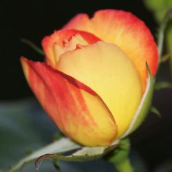 Close-up of rose blooming in garden