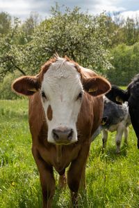 Portrait of cow on field