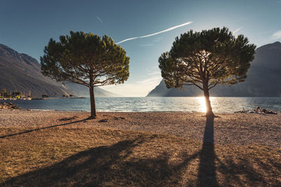 Trees on beach against sky