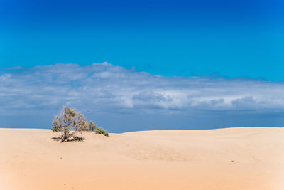 Scenic view of desert against blue sky