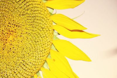 Close-up of sunflower